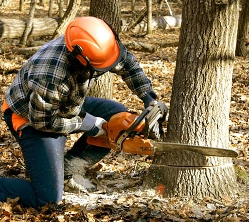Tree Removal in Paradox, NY